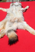 Load image into Gallery viewer, Northwestern Montana Wolf - Taxidermy Quality - WLF1034