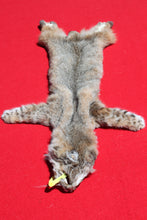 Load image into Gallery viewer, North Idaho Bobcat - 2024-81