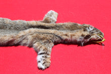 Load image into Gallery viewer, North Idaho Bobcat - 2024-81