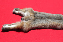 Load image into Gallery viewer, North Idaho Bobcat - 2024-81