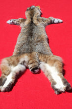 Load image into Gallery viewer, North Idaho Bobcat - 2024-81