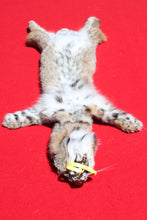 Load image into Gallery viewer, North Idaho Bobcat - 2024-81