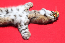 Load image into Gallery viewer, North Idaho Bobcat - 2024-81