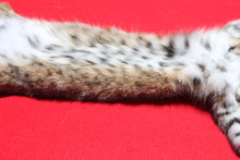 Load image into Gallery viewer, North Idaho Bobcat - 2024-81