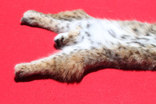 Load image into Gallery viewer, North Idaho Bobcat - 2024-81