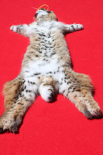 Load image into Gallery viewer, North Idaho Bobcat - 2024-81