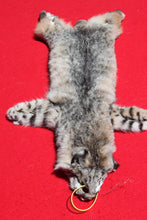 Load image into Gallery viewer, North Idaho Bobcat - 2024-83