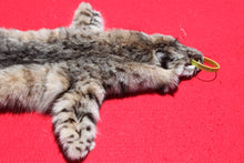 Load image into Gallery viewer, North Idaho Bobcat - 2024-83