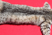 Load image into Gallery viewer, North Idaho Bobcat - 2024-83