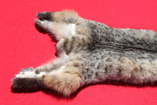 Load image into Gallery viewer, North Idaho Bobcat - 2024-83