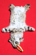 Load image into Gallery viewer, North Idaho Bobcat - 2024-83