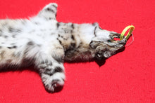 Load image into Gallery viewer, North Idaho Bobcat - 2024-83