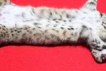 Load image into Gallery viewer, North Idaho Bobcat - 2024-83