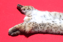 Load image into Gallery viewer, North Idaho Bobcat - 2024-83