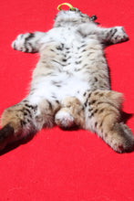 Load image into Gallery viewer, North Idaho Bobcat - 2024-83