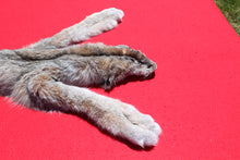 Load image into Gallery viewer, Canadian Lynx - Taxidermy Quality - LYX1001