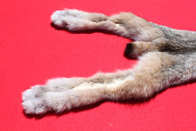 Load image into Gallery viewer, Canadian Lynx - Taxidermy Quality - LYX1001