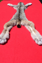 Load image into Gallery viewer, Canadian Lynx - Taxidermy Quality - LYX1001