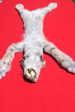 Load image into Gallery viewer, Canadian Lynx - Taxidermy Quality - LYX1001