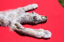 Load image into Gallery viewer, Canadian Lynx - Taxidermy Quality - LYX1001