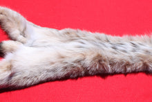 Load image into Gallery viewer, Canadian Lynx - Taxidermy Quality - LYX1001