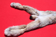 Load image into Gallery viewer, Canadian Lynx - Taxidermy Quality - LYX1001