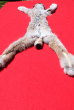 Load image into Gallery viewer, Canadian Lynx - Taxidermy Quality - LYX1001