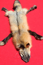 Load image into Gallery viewer, North Idaho Cross Fox - HAS FEET AND CLAWS - CFX1001
