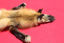 Load image into Gallery viewer, North Idaho Cross Fox - HAS FEET AND CLAWS - CFX1001