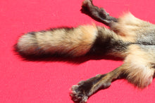 Load image into Gallery viewer, North Idaho Cross Fox - HAS FEET AND CLAWS - CFX1001