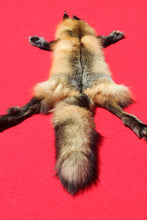 Load image into Gallery viewer, North Idaho Cross Fox - HAS FEET AND CLAWS - CFX1001
