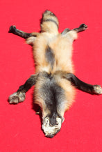 Load image into Gallery viewer, North Idaho Cross Fox - HAS FEET AND CLAWS - CFX1001