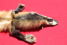 Load image into Gallery viewer, North Idaho Cross Fox - HAS FEET AND CLAWS - CFX1001