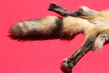 Load image into Gallery viewer, North Idaho Cross Fox - HAS FEET AND CLAWS - CFX1001