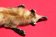 Load image into Gallery viewer, North Idaho Red Fox - Taxidermy Quality - RFX1001