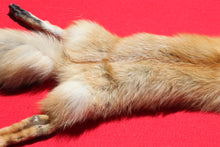 Load image into Gallery viewer, North Idaho Red Fox - Taxidermy Quality - RFX1001