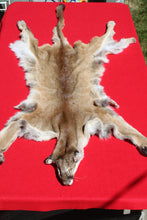 Load image into Gallery viewer, Nevada Tom Mountain Lion - Cougar - Taxidermy Quality - MTL1001