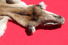 Load image into Gallery viewer, Nevada Tom Mountain Lion - Cougar - Taxidermy Quality - MTL1001