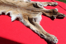 Load image into Gallery viewer, Nevada Tom Mountain Lion - Cougar - Taxidermy Quality - MTL1001