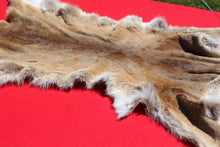 Load image into Gallery viewer, Nevada Tom Mountain Lion - Cougar - Taxidermy Quality - MTL1001