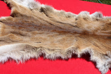 Load image into Gallery viewer, Nevada Tom Mountain Lion - Cougar - Taxidermy Quality - MTL1001