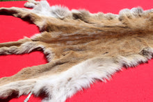 Load image into Gallery viewer, Nevada Tom Mountain Lion - Cougar - Taxidermy Quality - MTL1001