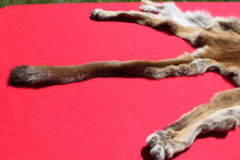 Load image into Gallery viewer, Nevada Tom Mountain Lion - Cougar - Taxidermy Quality - MTL1001