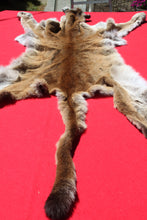 Load image into Gallery viewer, Nevada Tom Mountain Lion - Cougar - Taxidermy Quality - MTL1001