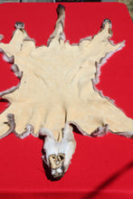 Load image into Gallery viewer, Nevada Tom Mountain Lion - Cougar - Taxidermy Quality - MTL1001