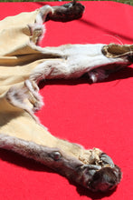 Load image into Gallery viewer, Nevada Tom Mountain Lion - Cougar - Taxidermy Quality - MTL1001