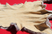 Load image into Gallery viewer, Nevada Tom Mountain Lion - Cougar - Taxidermy Quality - MTL1001