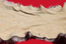 Load image into Gallery viewer, Nevada Tom Mountain Lion - Cougar - Taxidermy Quality - MTL1001