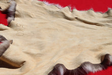 Load image into Gallery viewer, Nevada Tom Mountain Lion - Cougar - Taxidermy Quality - MTL1001