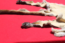 Load image into Gallery viewer, Nevada Tom Mountain Lion - Cougar - Taxidermy Quality - MTL1001